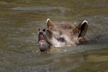 South America Tapir / Anta Brasileira (Tapirus Terrestris)