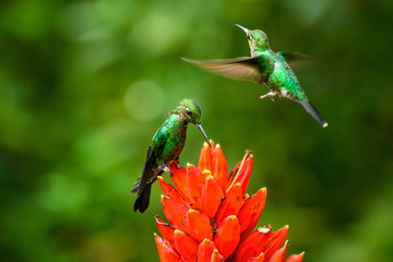 Amazilia decora, Charming Hummingbird, bird feeding sweet nectar from flower pink bloom. Hummingbird behaviour in tropic forest, nature habitat in Corcovado NP, Costa Rica. Two bird in fly, wildlife.