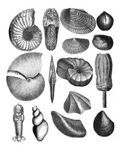 Shells Collage Fossils / Antique Engraved Illustration From Brockhaus Konversations - Lexikon 1908