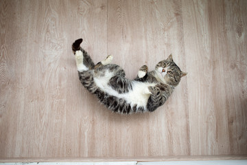 Adorable aged cat resting on floor at home