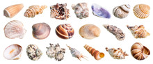 Set Of Various Shells Of Mollusks Cutout On White