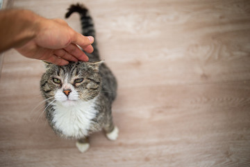 Anonymous male owner patting aged cat at home