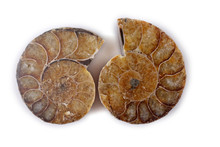 Ammonite Halves Isolated On White