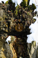 Wall Mural - Young flowers climbing in spring from buttercup.