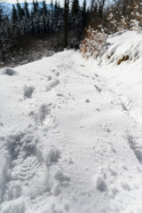 Poster - Footprints of shoes in snow on forest road.