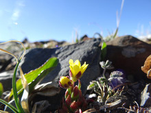 Miniature Yellow Flower On A Blurred Background Of Stones And Blue Sky