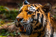 Amur Tiger / Tigre Siberiano (Panthera tigris altaica)