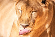 lion / leão (Panthera leo)