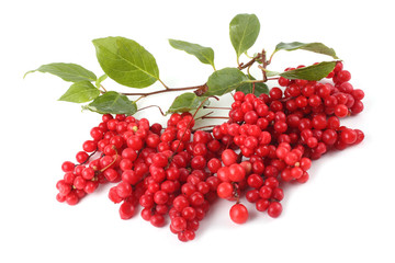 Wall Mural - Schisandra chinensis (five flour fruit, magnolia berry)