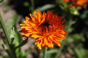 Sticker - Calendula flower growing in garden