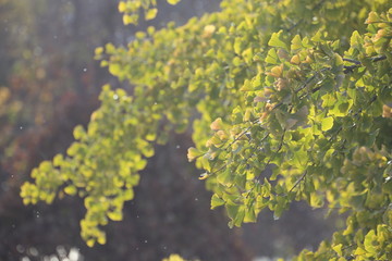 Sticker - Ginkgo branch against the light