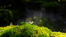 Lush Green Moss Forest With Old Tree With Moss. Background