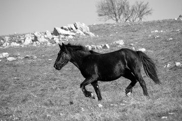 Canvas Print - horse