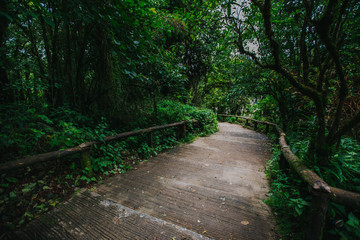 amazon, asia, bamboo, beautiful, creek, environment, evening, fantasy, fog, foliage, forest, forest trees, green, ground, jungle, landscape, leaf, meditation, mist, moss, myanmar, natural, nature, nat