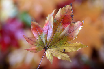 Sticker - Autumn maple leaf and unfocused fallen leaves background. Abstract