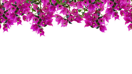 Seamless floral frame, mockup. Beautiful flowering bougainvillia tree twigs with bright pink flowers isolated on white background.