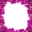 Square floral frame. Beautiful bougainvillia flowers isolated on white background. Space for your text.
