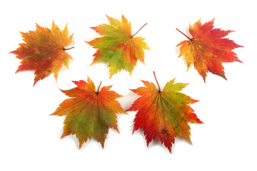 multicolor autumn maple leaves