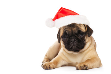 Poster - Pug  puppy in a Santa Claus hat