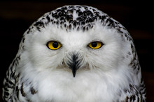 Snowy Owl Eyes