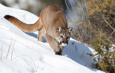 Wall Mural - Cougar or Mountain lion (Puma concolor) on the prowl on top of rocky mountain in the winter snow in the U.S.