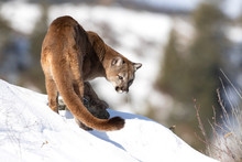Cougar Or Mountain Lion (Puma Concolor) Walking In The Winter Snow