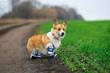 © nataba - portrait of a cute red Corgi puppy walking in the Park blue sneakers in a spring Park on a morning jog