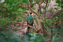 A Great Blue Turaco Perching In A Branch With A Beutiful Green Background