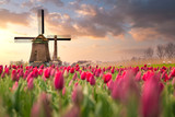 Fototapeta Tulipany - Tulips fields and windmill near Lisse, Netherlands.