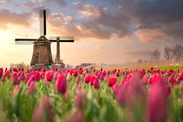 tulips fields and windmill near lisse, netherlands.