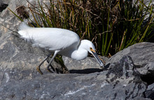 Snowy Egret Catching Fish