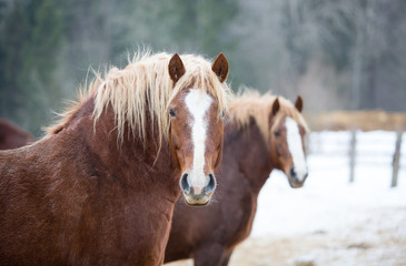 Wall Mural - Portrait of ginger horses