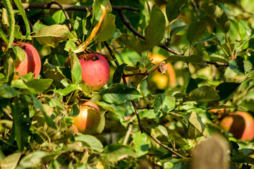 Apples in the tree in autumn season