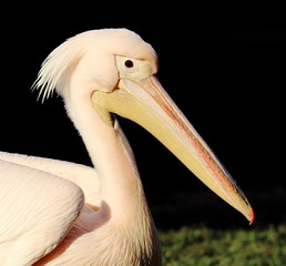 Wall Mural - pelican, bird, tier, schnabel, natur, wild lebende tiere, wasser, weiß, bird, pink, pelican, tierpark, wild, feather, feather, abrechnung, tier, portrait, auge, big, meer