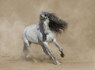 Canvas Print - White Purebred Andalusian horse playing on sand.