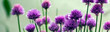Beautiful panorama of chives (Allium schoenoprasum) in glorious pink flower - banner or header for designs, or for growing herbs.
