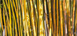 Fundo com bambus amarelos