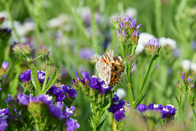Butterfly On Purple Limonium Flower, Sea-lavender