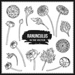 SET OF RANUNCULUS FLOWERS AND LEAVES