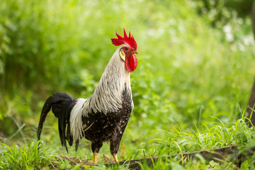 Wall Mural - Free range silver leghorn rooster