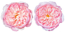 Two Buds Of Tender Peony Roses Isolated.