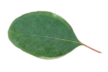 Green eucalyptus tree leaf isolated on a white background.