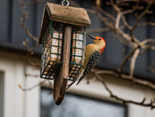 Red Bellied Woodpecker On Feeder