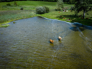 Aerial view of two cows standing in water.