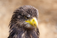 Eagle With Ruffled Feathers On The Head And A Large Yellow Beak