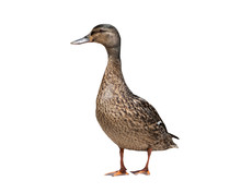 Female Mallard Duck Isolated On A White Background