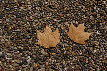 Wall Mural - abstract art texture background of dry maple leaves on a conglomerate stone pebble surface