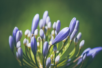 Pre-bloom flower of African lily