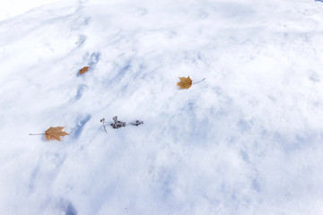 Wall Mural - abstract art texture background of dry maple leaves on a snowy ground surface