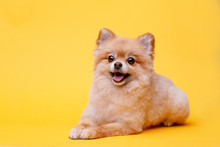 Portraite Of Cute Fluffy Puppy Of Pomeranian Spitz. Little Smiling Dog Lying On Bright Trendy Yellow Background. Free Space For Text.